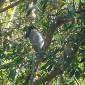 Boat-billed Heron